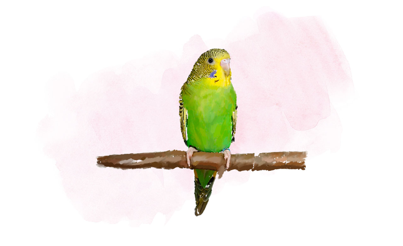 Painting of a Budgerigar Bird