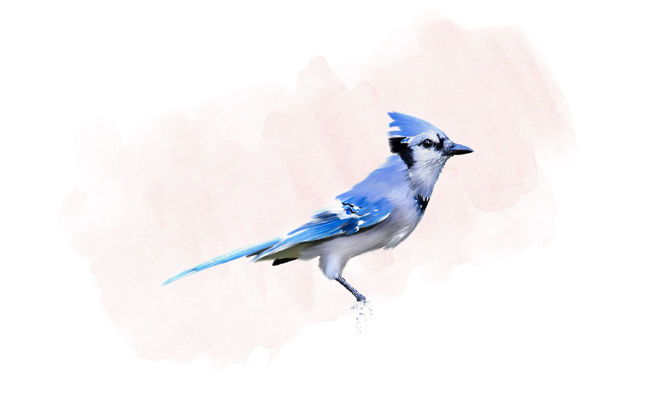 Painting of a Blue Jay bird